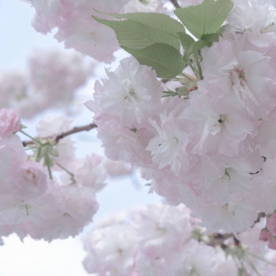 射阳福瑞交流群